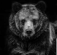 a black and white photo of a grizzly bear looking at the camera with an intense look on his face