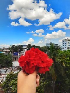 a person's hand holding a red flower in front of a blue sky with white clouds