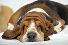 a brown and white dog laying on top of a bed