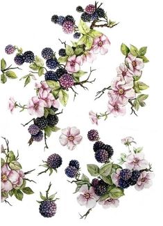 an image of blackberrys and flowers on a white background in watercolouric