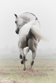 a white horse is galloping in the foggy field with it's rear legs spread