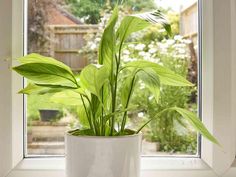 a potted plant sitting on top of a window sill next to a window