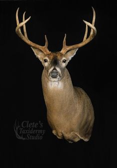 a close up of a deer with antlers on it's head and black background