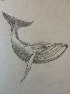 a drawing of a humpback whale in black and white