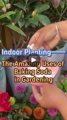 the amazing uses of baking soda in gardening by indoor planting and garden care video thumbnail