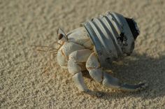 a small white crab crawling on the sand