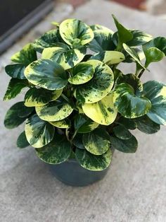 a potted plant with green and yellow leaves