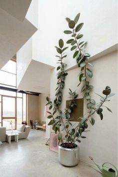 a potted plant sitting on top of a white floor next to a wall filled with windows