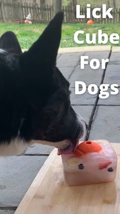 a black and white dog eating out of a plastic cup on top of a wooden table