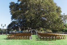 rows of wooden chairs set up in front of a large tree on a grassy field