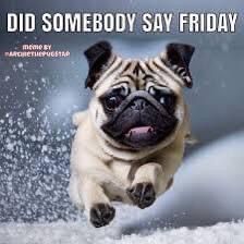 a pug dog is jumping in the air with snow all around him and captioning, did somebody say friday?