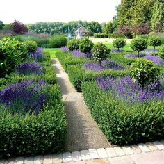 a garden filled with lots of purple flowers