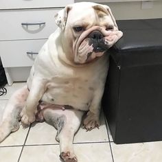 a dog is sitting on the floor with its head resting on his paw and looking at the camera