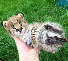 a hand holding a small kitten laying on top of it's back in the grass