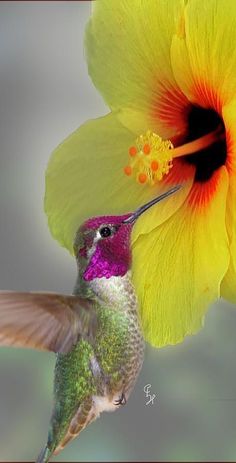 a hummingbird flying towards a yellow flower