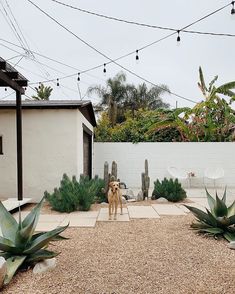 a dog standing in the middle of a yard with plants and lights strung above it