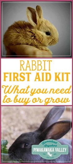 the rabbit is sitting next to another bunny with text overlay that reads, rabbits first aid kit what you need to buy or grow