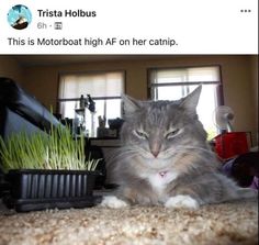 a cat sitting on the floor next to a potted plant with grass growing out of it