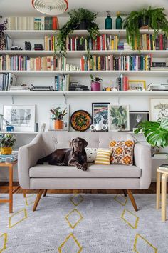 a dog is sitting on a couch in front of bookshelves and shelves filled with plants