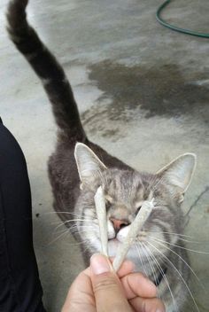 a person holding an animal in their hand