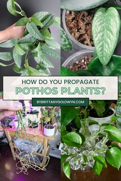 how do you propagate pothos plants?