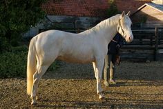 a person standing next to a white horse