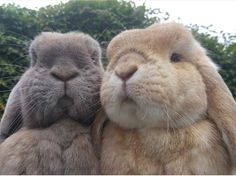 two rabbits are standing next to each other with their faces close together and one is looking at the camera