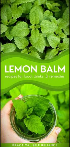 If you're nurturing lemon balm in your herb garden, you might be pondering the countless possibilities of its usage. Harness the versatile benefits of lemon balm in both culinary and herbal remedies. Dive into a comprehensive guide on incorporating lemon balm into refreshing drinks, mouthwatering recipes, and herbal medicine. Unveil the true potential of fresh lemon balm with an abundance of innovative ideas! Benefits Of Lemon, Edible Wild Plants, Foraged Food, Recipes Summer