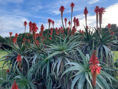 many red flowers are growing on the top of some green plants in front of a blue sky