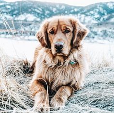 a large brown dog laying on top of dry grass