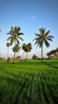 palm trees stand in the middle of a green field