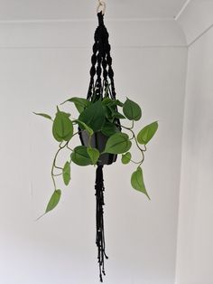 a potted plant hanging from the ceiling