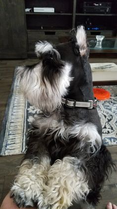 a black and white dog sitting on top of a person's lap in front of a tv