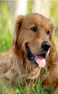 a brown dog laying in the grass with its tongue out and it's tongue hanging out