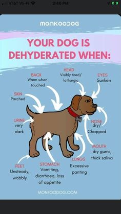 a dog with the words, your dog is dehydraated when