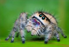 a close up of a jumping spider on a green leaf with blue eyes and long legs