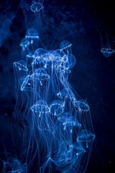 some blue jellyfish floating in the water