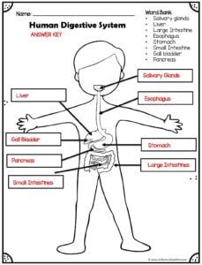 the human digest system worksheet for kids and adults, with labels on it