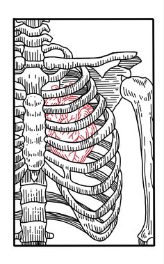 an image of a drawing of a ribca in the shape of a human torso