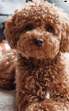 a small brown dog laying on top of a carpet