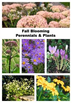 several different types of flowers and plants with the words fall blooming perennials & plants