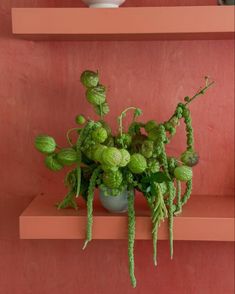 a potted plant sitting on top of a shelf