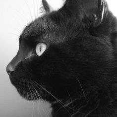 a black cat with white eyes looking off into the distance