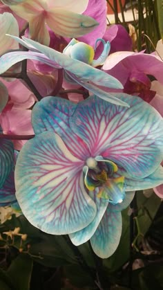 the blue and pink flowers are blooming in the garden