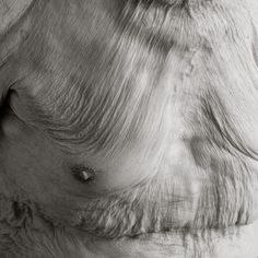 the back end of an animal's head with wrinkles