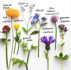 the different types of wildflowers are labeled