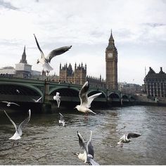 seagulls are flying over the water in front of a bridge and clock tower