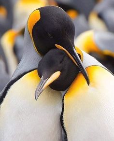 two penguins hugging each other with their beaks touching