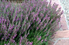 purple flowers are growing on the side of a brick walkway