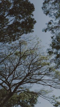 trees with no leaves in front of a blue sky